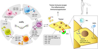 microRNAs Shape Myeloid Cell-Mediated Resistance to Cancer Immunotherapy